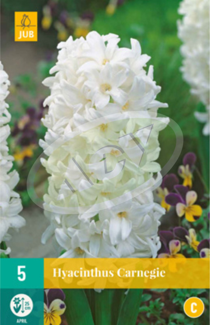 LUKOVICE HYACINTHUS-ZUMBULI